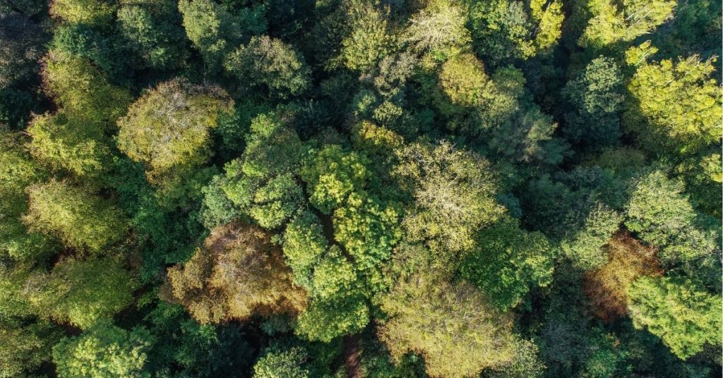 Home 9 Environmental Act 2021: What is it and how does it impact waste management? cover